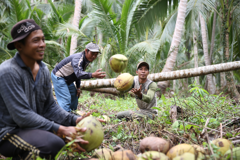 petani kelapa Tangerang