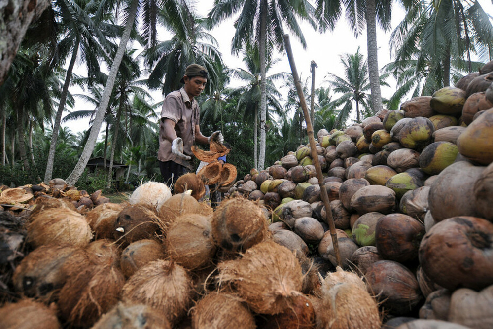 kebun kelapa Tangerang