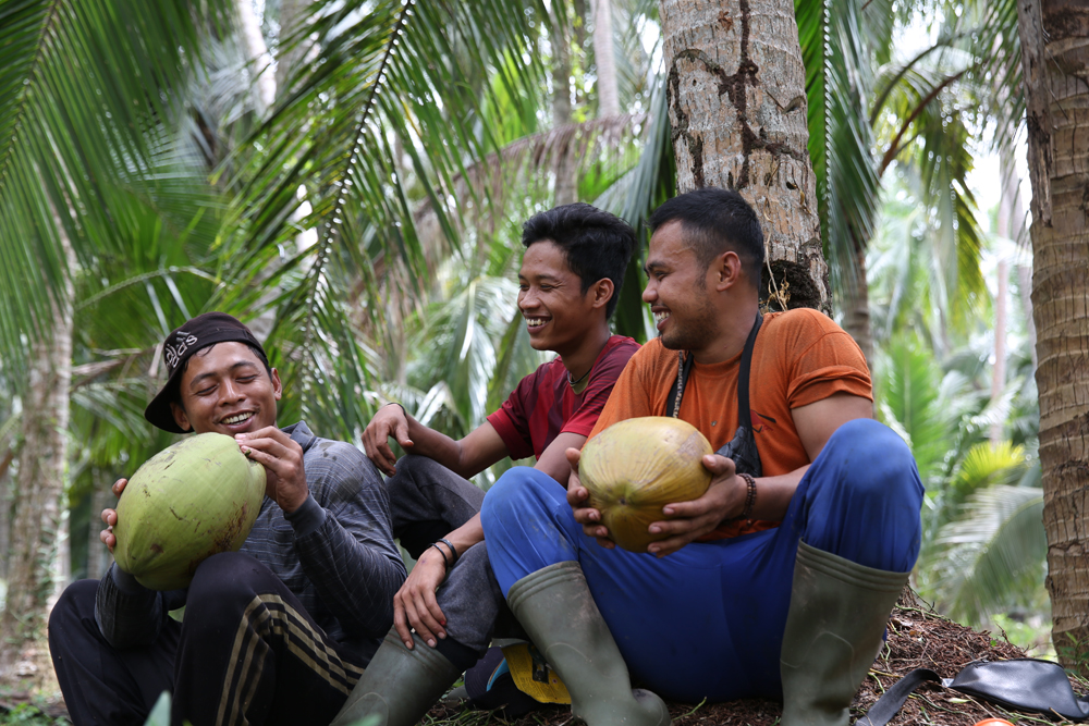 panen kelapa Tangerang